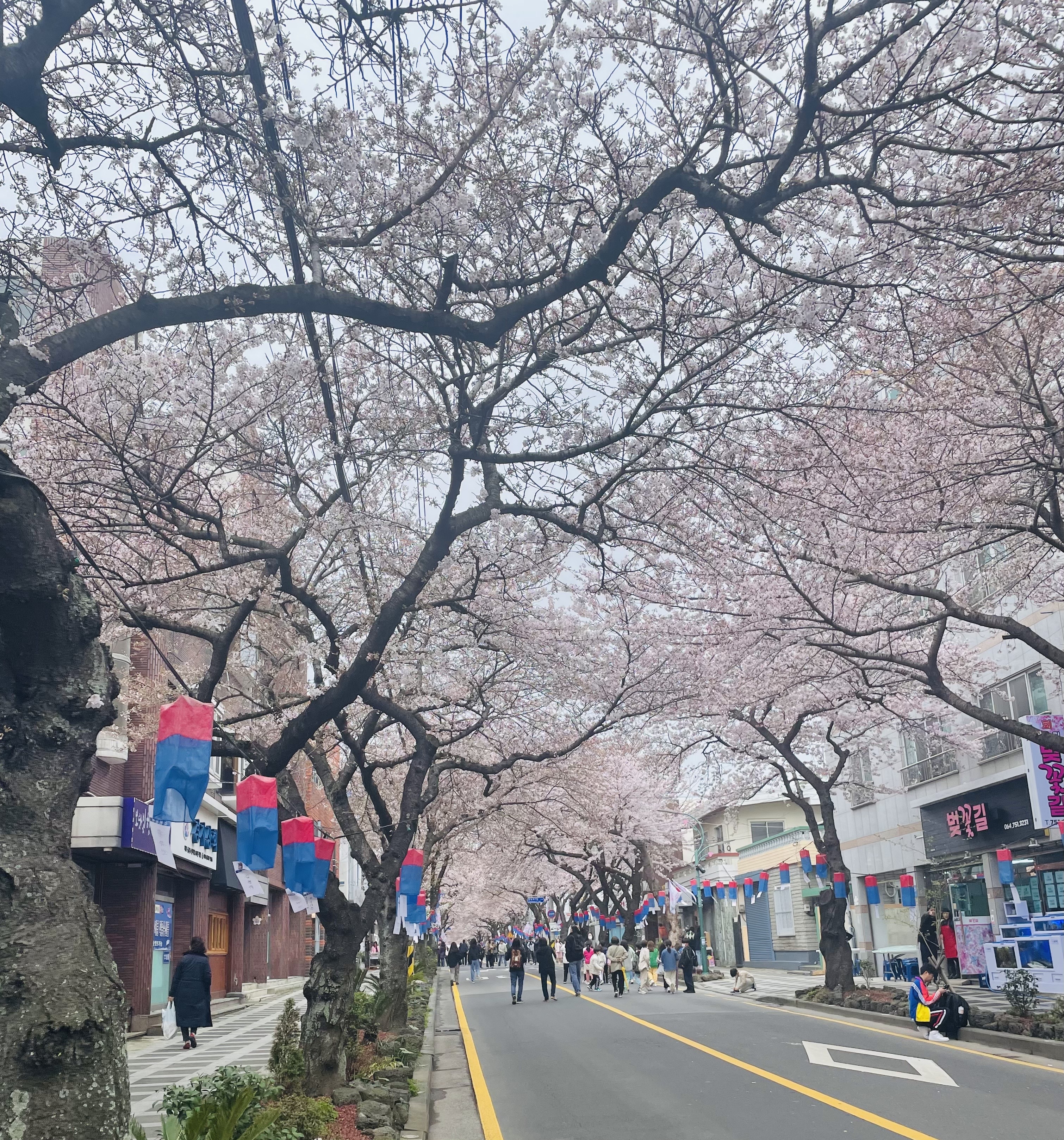 벚꽃_축제