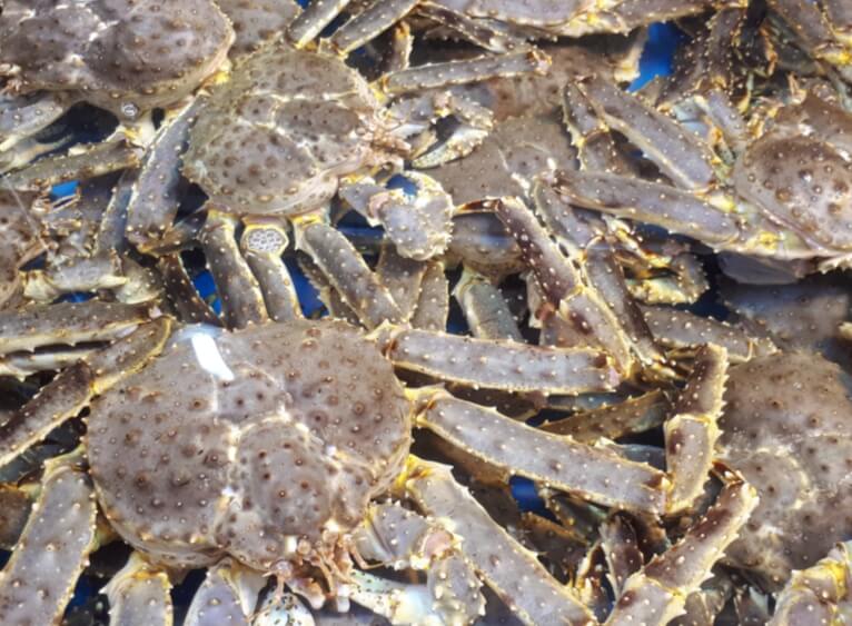 킹크랩, 대왕 게의 매력을 알아보자