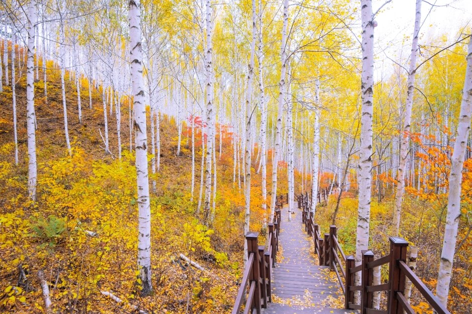 12월 강원도 여행지 인제 평창 정선 태백 영월 동해