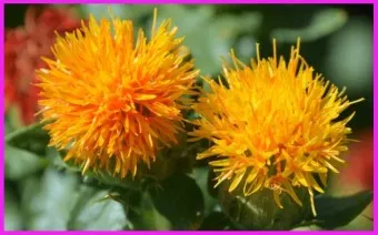 홍화씨 효능 영양성분 홍화씨유 먹는법_2