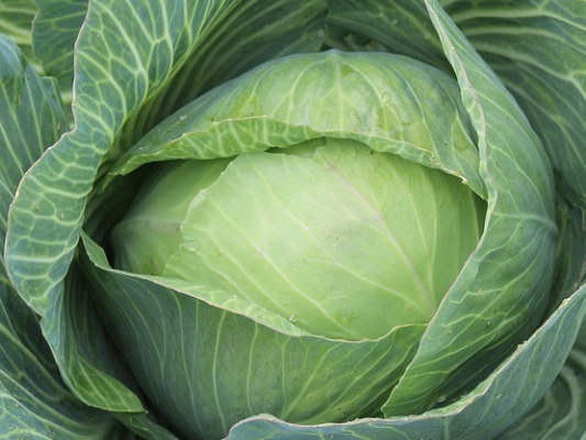 초록 겉잎이 겹겹이 쌓인 양배추