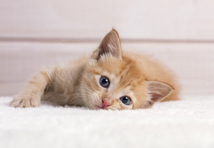 누워있는 갈색 호랑이 새끼 고양이.