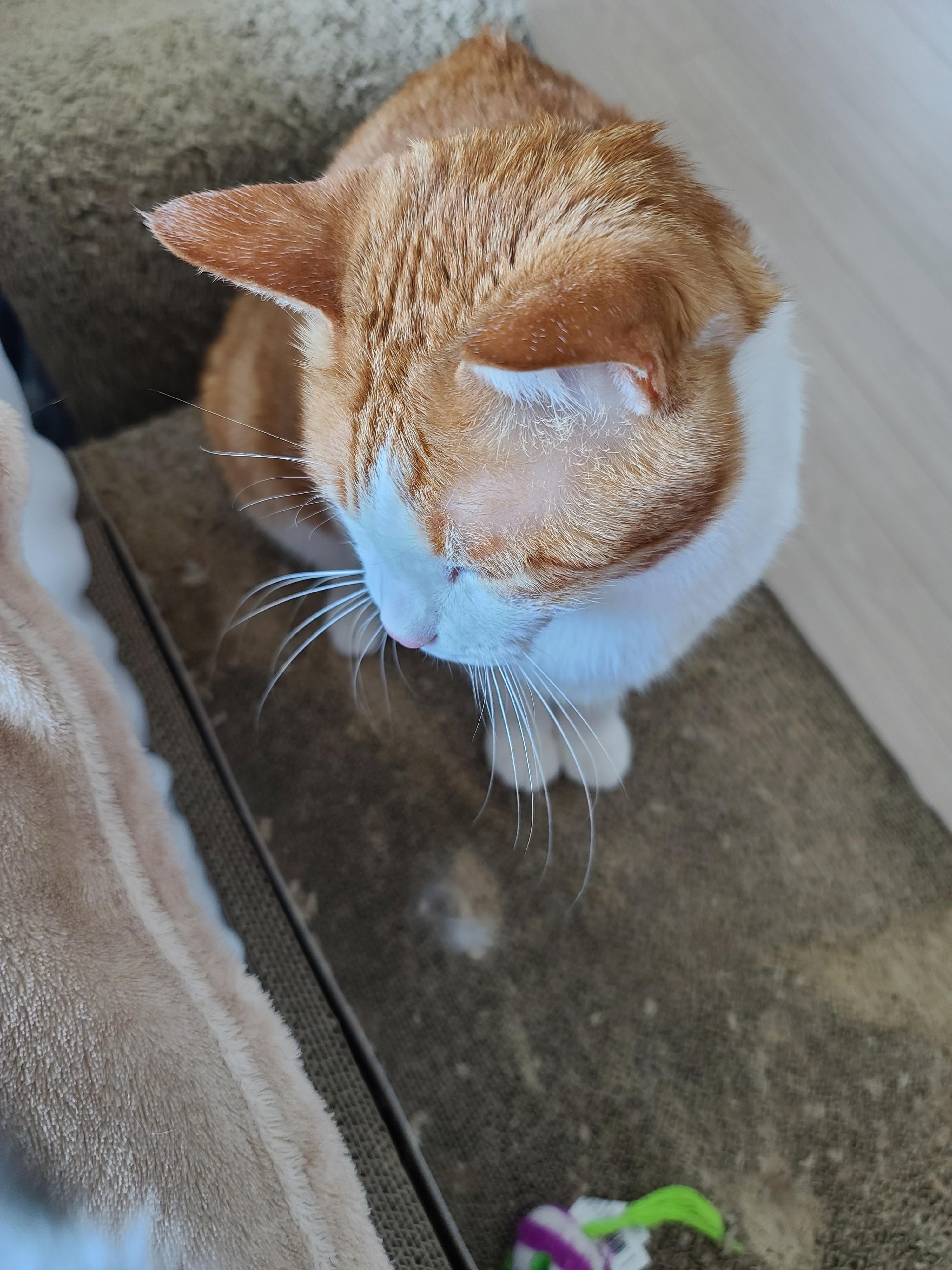 고양이 수염의 역할. 우리집 고양이들의 사냥할때 수염 모양새. 수염발사!! 사진귀여움 주의!