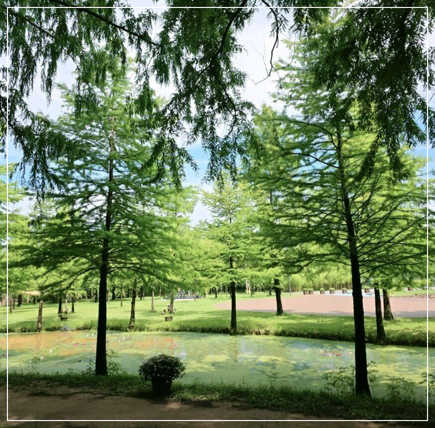 담양 가볼만한곳 베스트10 메타세쿼이아 가로수길