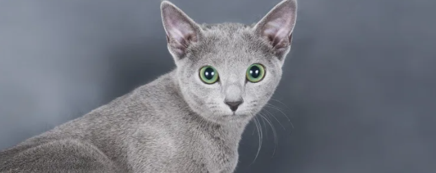 러시안 블루 (Russian Blue)