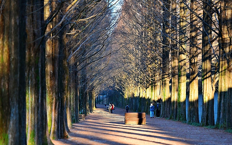 담양 메타세쿼이아길 봄꽃 산책 + 죽녹원시장