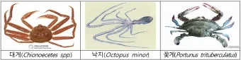 6월 꽃게 금어기 정확한 일정과 유통 제한 상세 정보 총정리_3