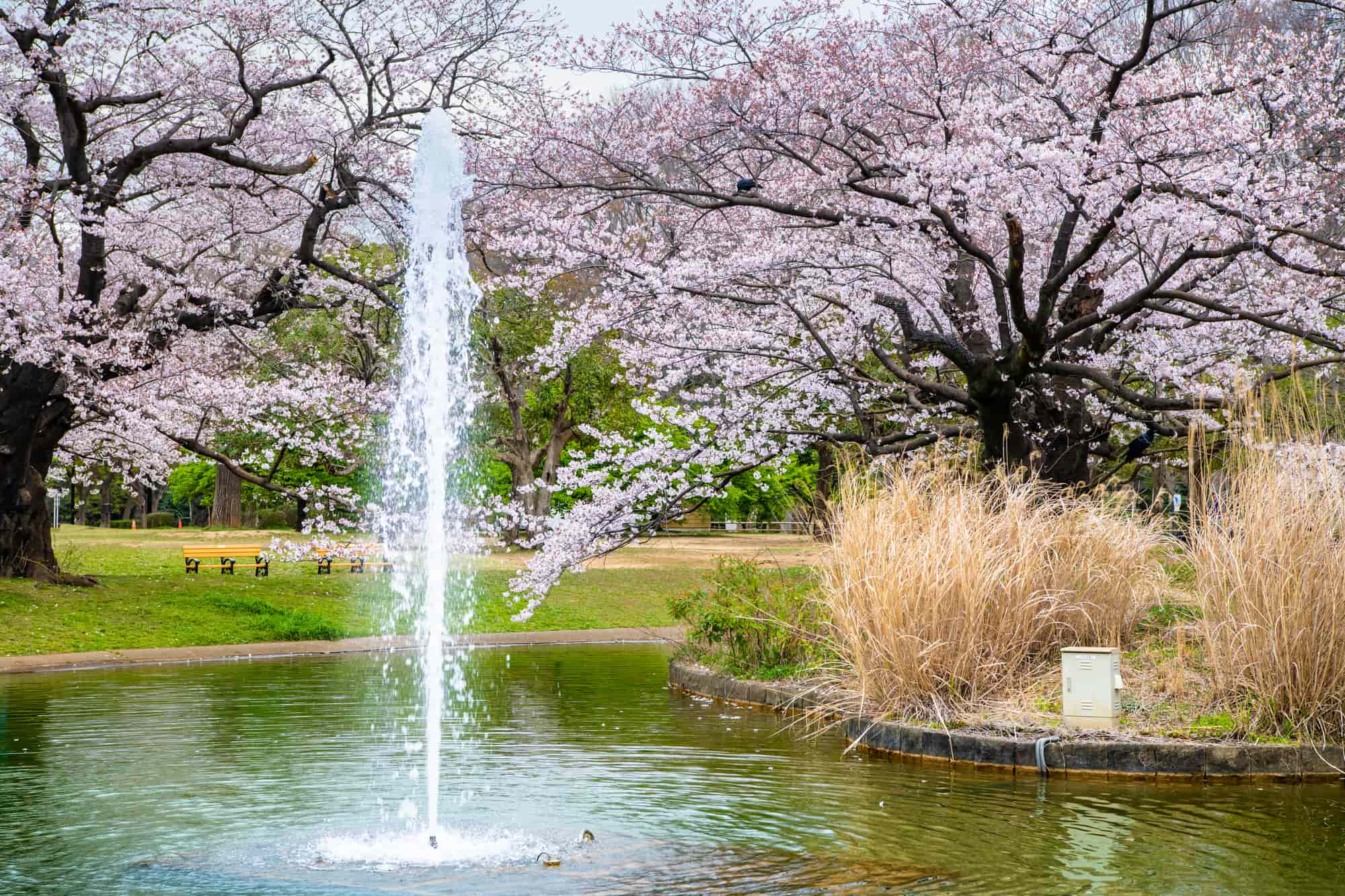 요요기 공원 연못