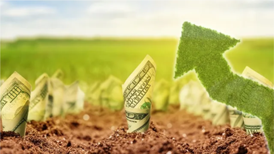 1달러 지폐를 흙에 심은 사진