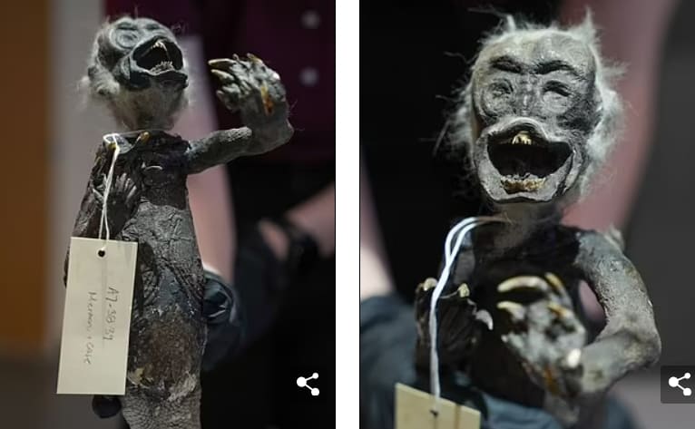 일본에서 발견된 '피지 인어'의 신비를 밝혀내다 VIDEO: Unravelling the mystery of the 'Fiji Mermaid'...