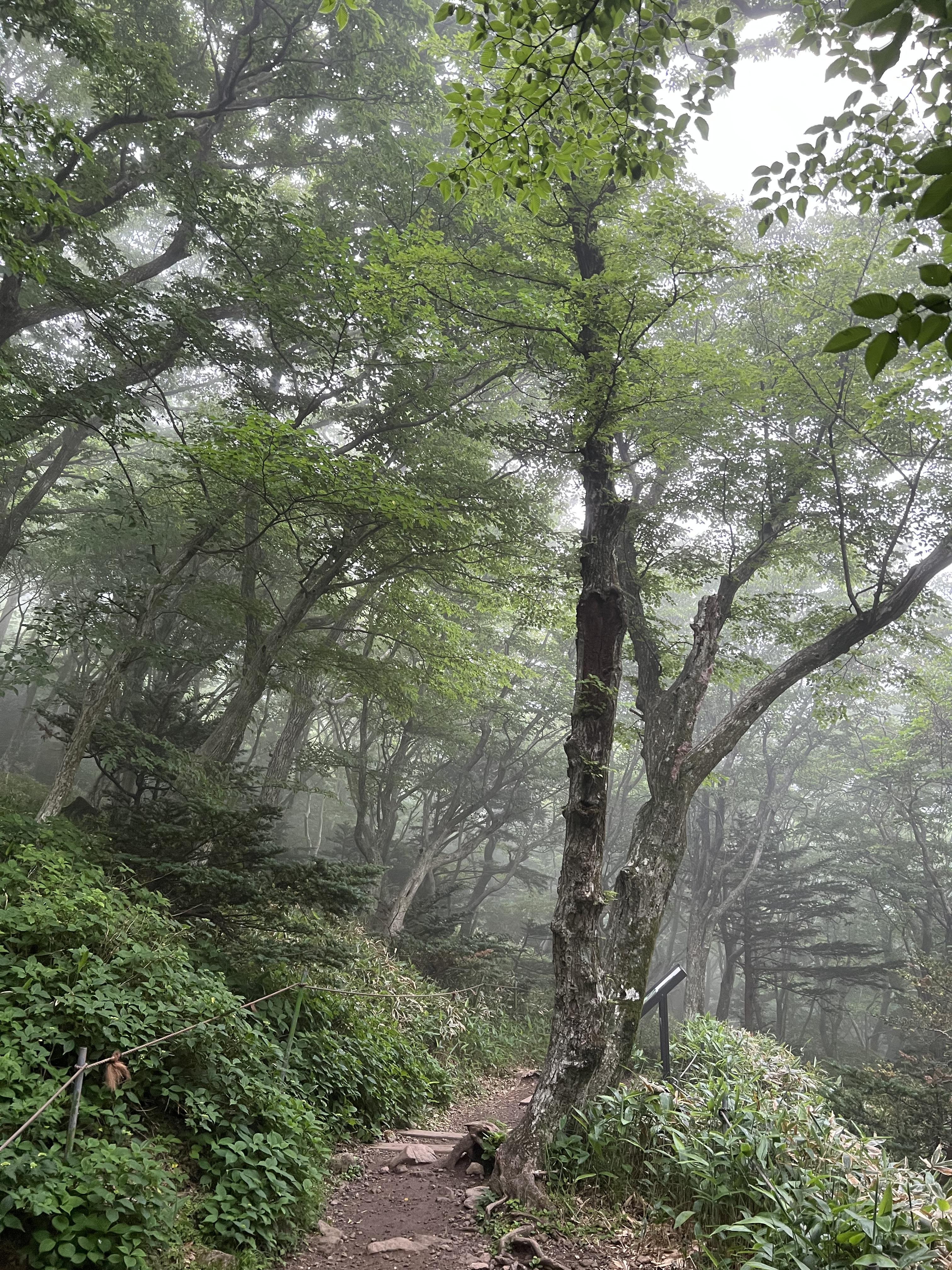 한라산-안갯길