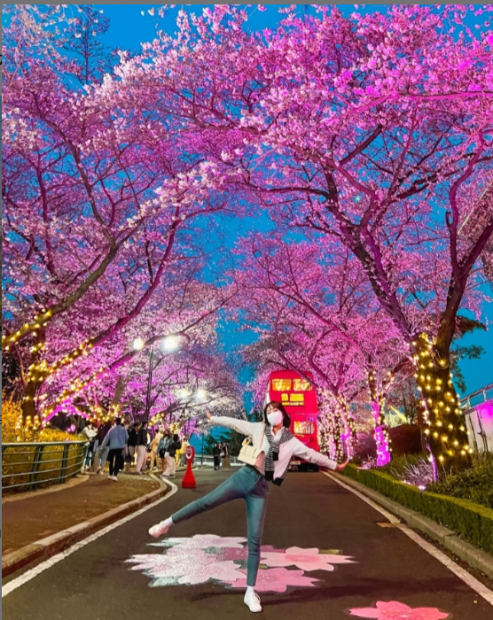 이월드 벚꽃
