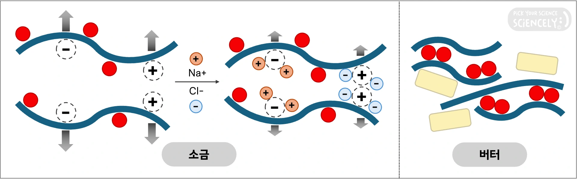 소금, 버터, 글루텐 형성, 글루텐 응고, 점성, 탄성, 가스보유력, 반죽에 소금 넣으면, 반죽에 버터 넣으면, 글루텐에 소금 넣으면, 글루텐에 버터 넣으면, 글루텐 형성 억제