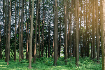 편백 (Chamaecyparis obtusa) &ndash; 윤기가 나는 비늘 모양의 잎이 가지를 촘촘히 덮고 있는 우아한 침엽수. 작은 둥근 구과(솔방울)가 달리며, 곧고 균형 잡힌 수형과 붉은빛이 감도는 매끈한 수피가 특징.