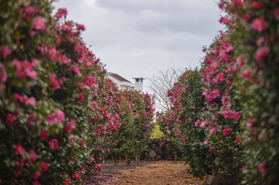 안덕 마노르블랑