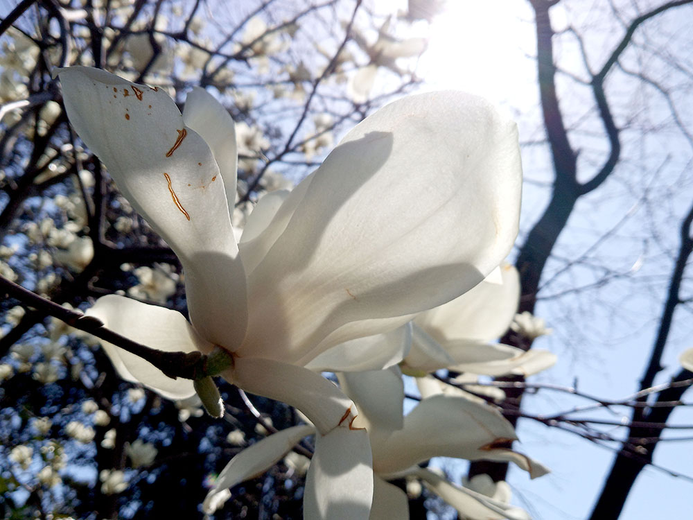 제주 서귀포 신시가지에 하얀 목련