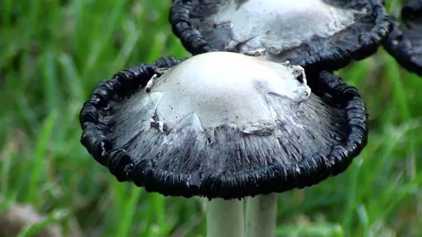 검은먹물버섯 (Fool’s Mushroom)