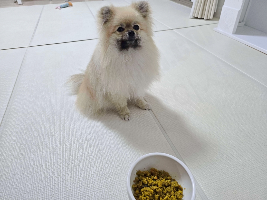 화식을 먹기를 기다리는 강아지