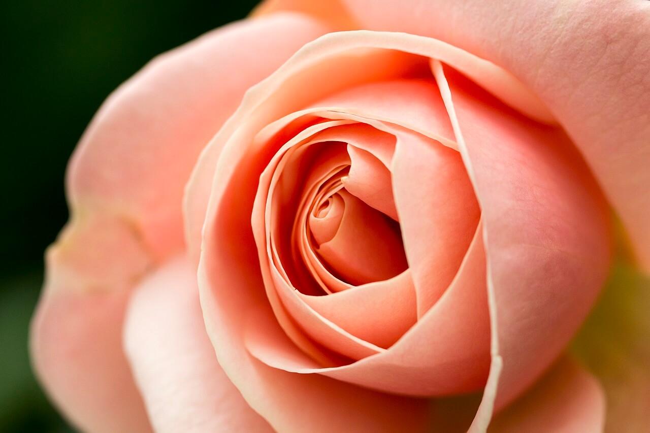 중랑장미축제 가는길과 주차장 정보