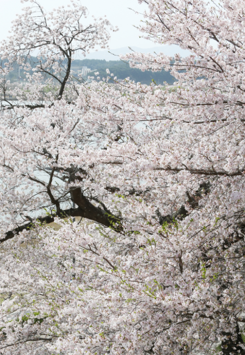 벚꽃 개화 시기