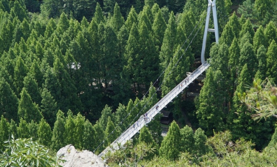 대전 장태산 자연휴양림 출렁다리