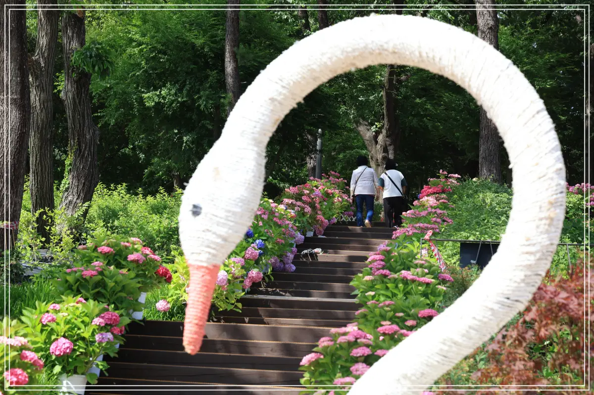 batch_[보도사진4] 2025년 초안산 수국동산을 구경하는 주민들