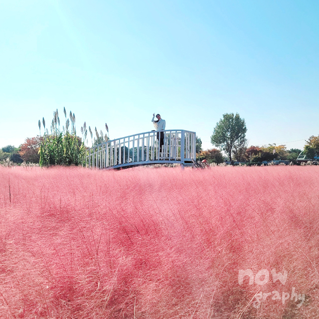 평택-바람새마을-핑크뮬리