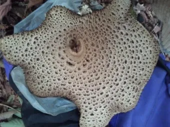 능이버섯 채취시기 산행 정보를 정리_14