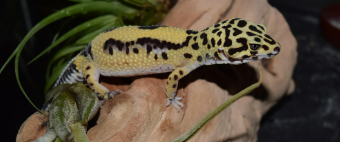 한국에서 키우기 좋은 파충류 추천