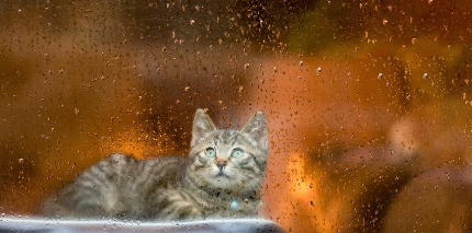 창가에 앉아있는 고양이