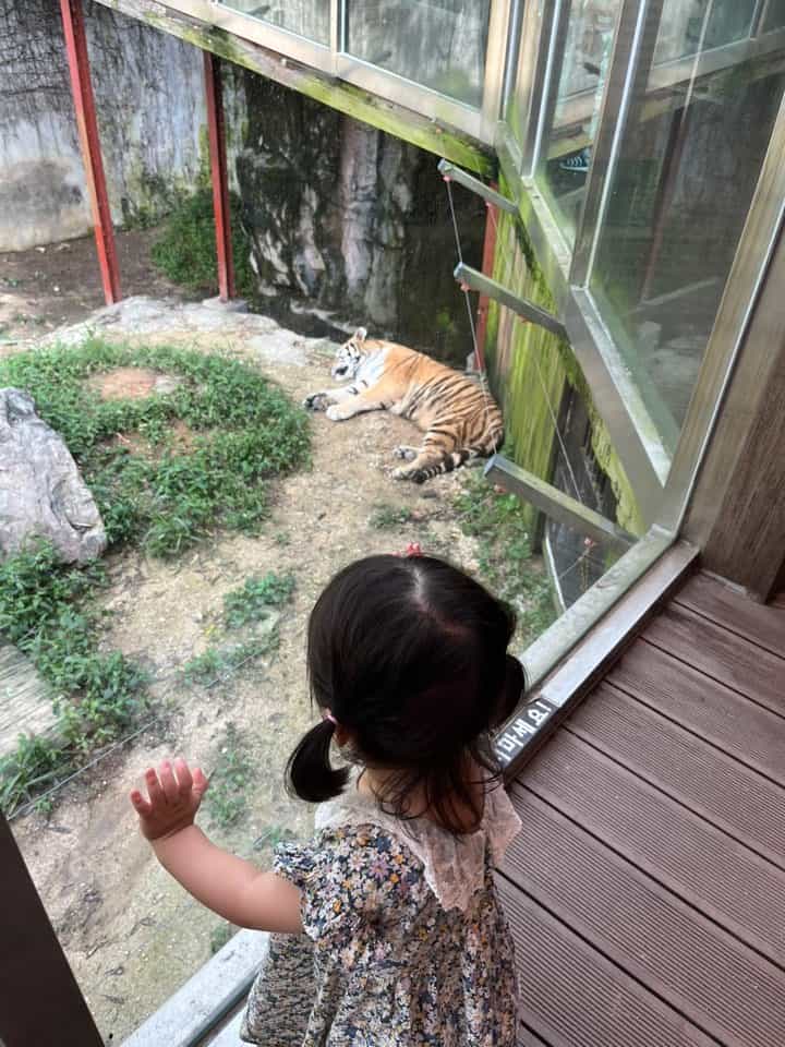 오월드 호랑이