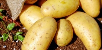 감자 꿈해몽 13가지 