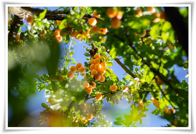 "살구꽃과 살구" 수줍은 듯 피어나는 봄 날의 은밀한 분홍빛 속삭임!