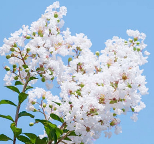 가을에 피는 꽃 배롱나무