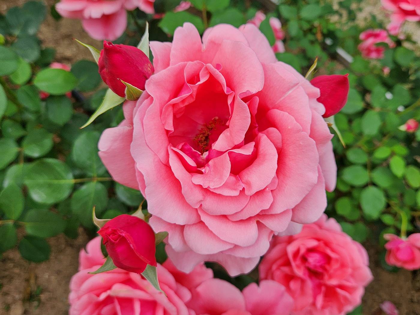 장미 로즈어드 샤틀렛 Roseraied Chatelet