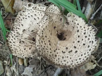 능이버섯 채취시기 산행 정보를 정리_10