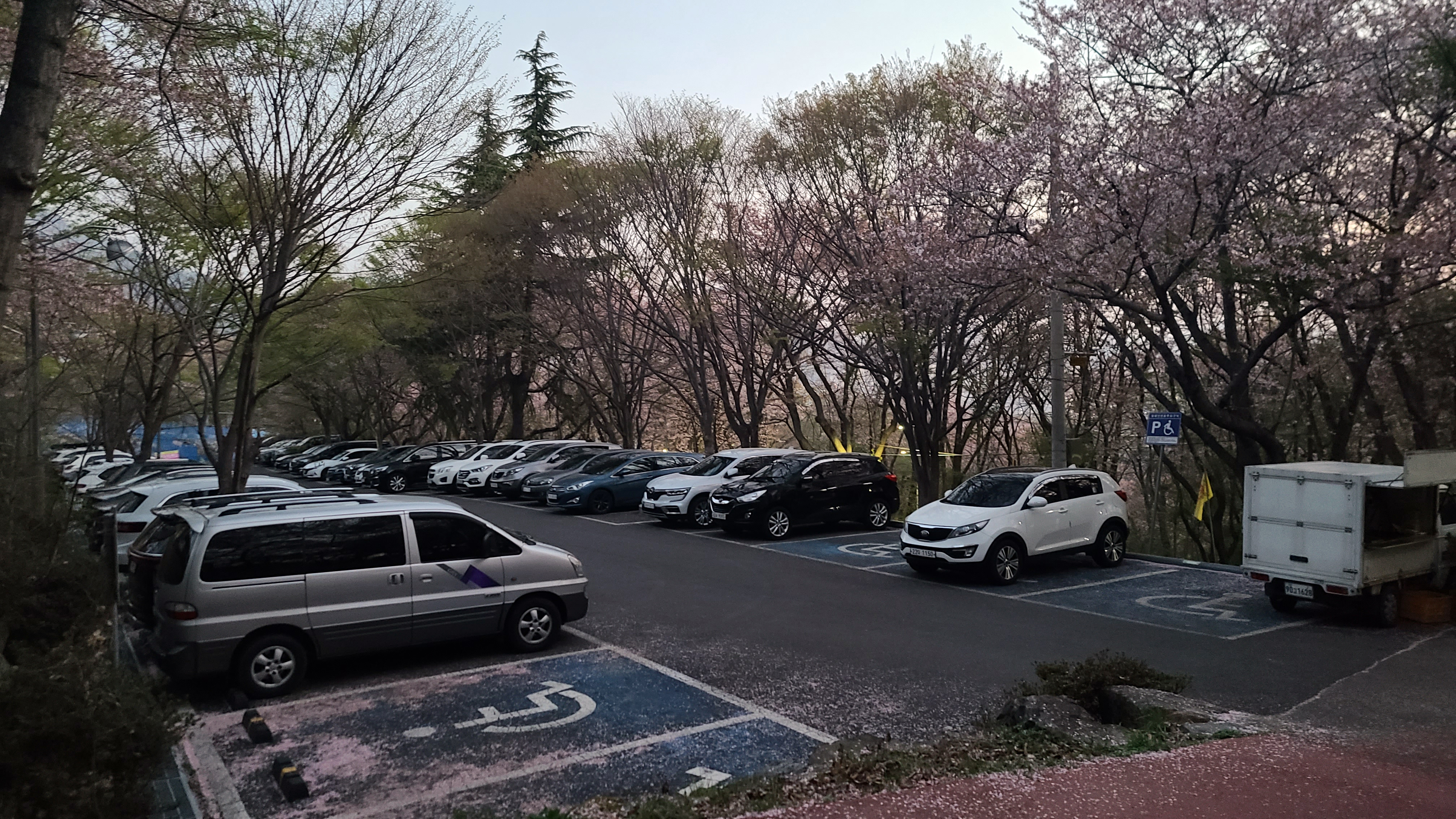 창원 천주산 진달래꽃 축제