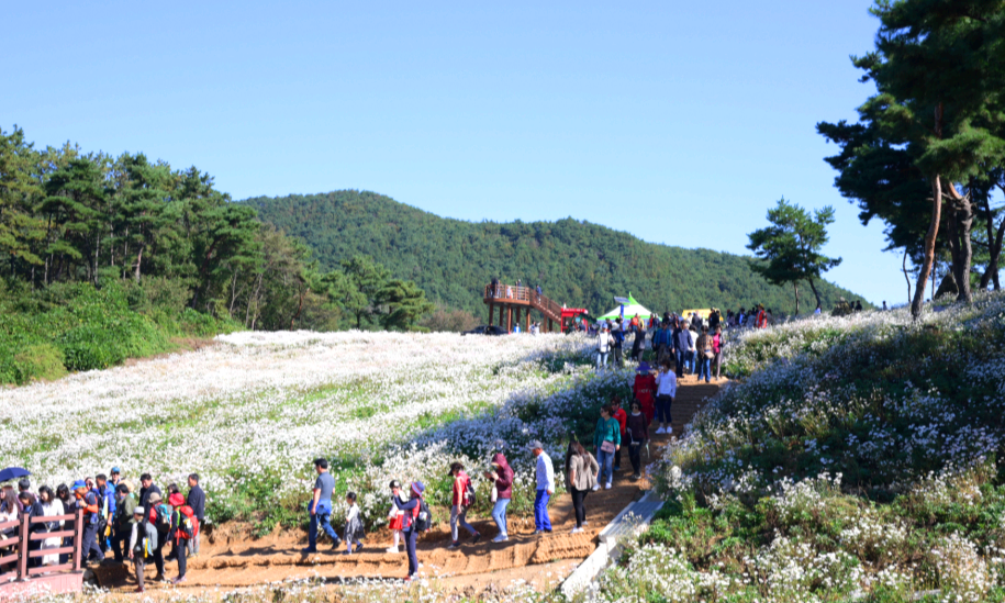 정읍 구절초지방공원 구절초
