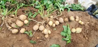 감자 수확시기 지역별 차이와 재배 팁_16