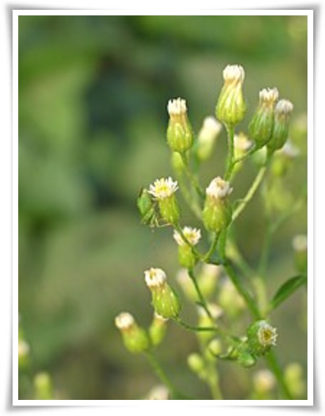 "망초와 개망초를 아시나요?" 자연의 보물, 그 놀라운 비밀!