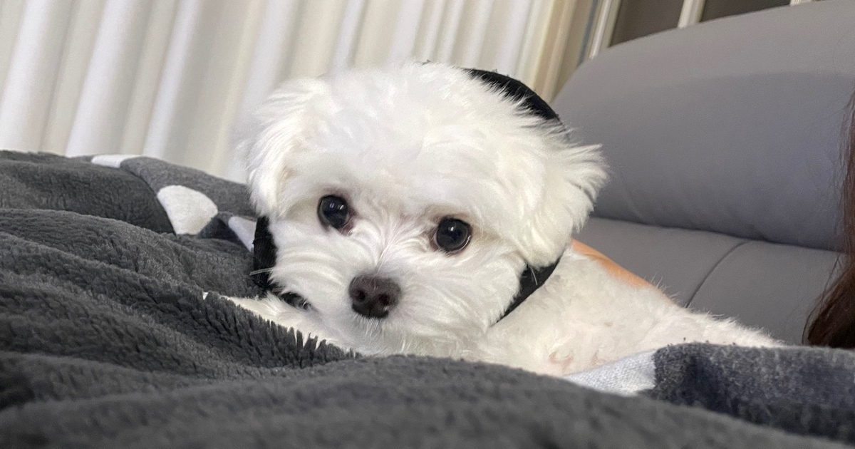 꾸준한-유산균을-섭취하여-강아지-젤리변을-미리-예방한-강아지