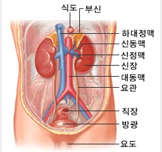 신장의 위치