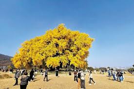 원주 가볼만한곳 베스트: 원주 반계리 은행나무