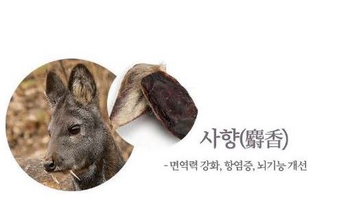 공진단-효능-사향