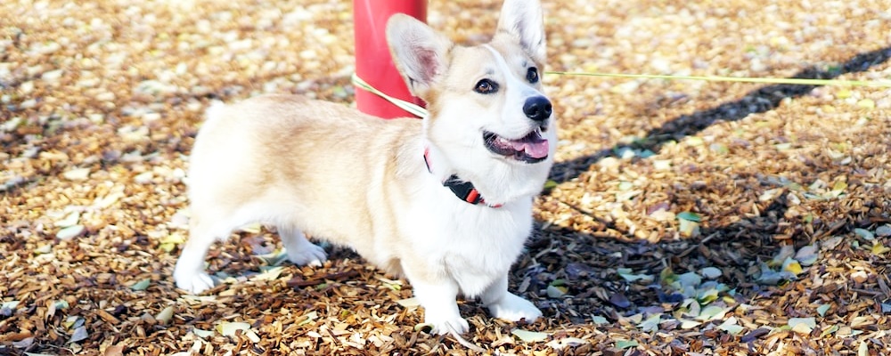 강아지 나이 알아보는 방법 16