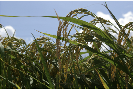 우주 농업, 인류의 두 번째 식탁