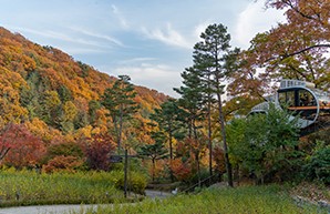 화담숲 가을 단풍축제가 11월 15일까지 한달간 진행합니다. 