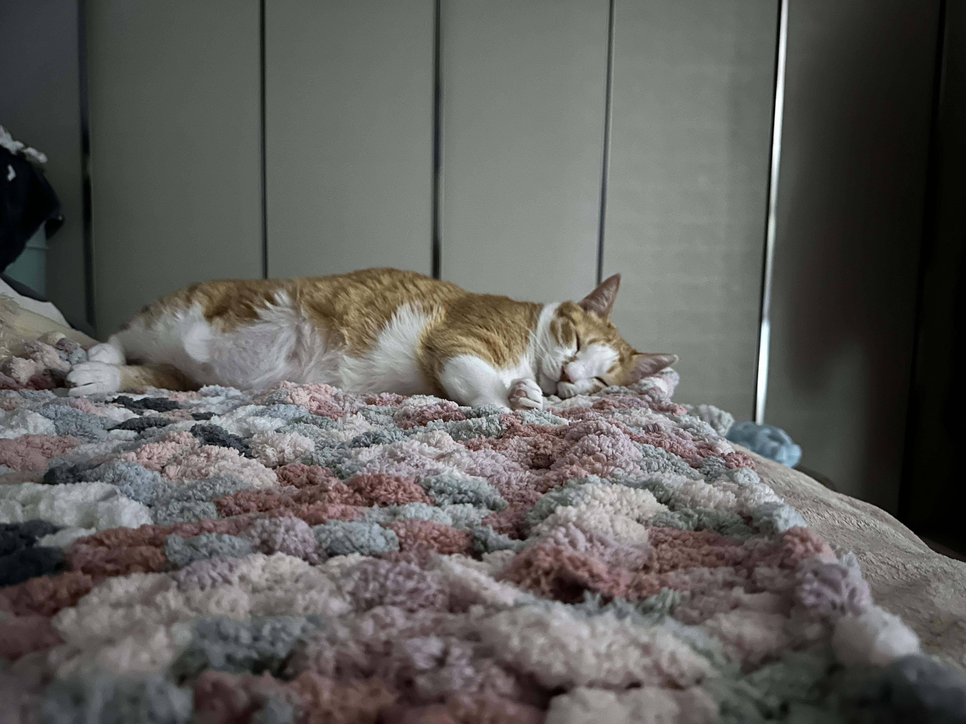 청키수면사_담요_위에서_잠든_치즈냥이_호야