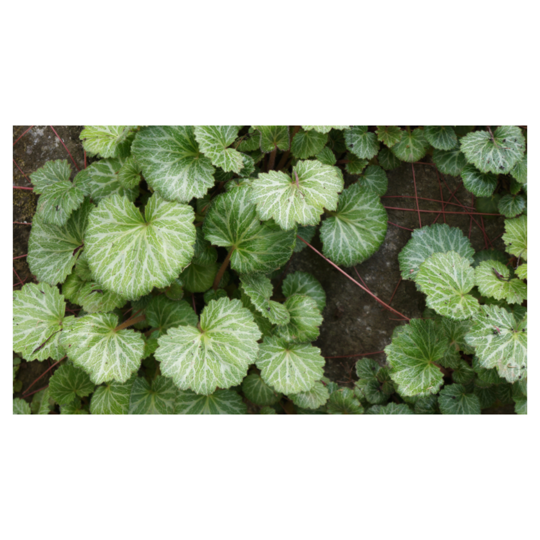 맥문동과 관련된 사진입니다.