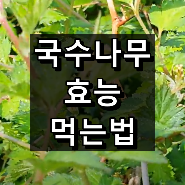 국수나무 효능 및 먹는법 대표 이미지